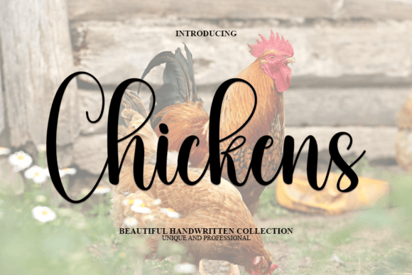 Chickens Font - Featured Image